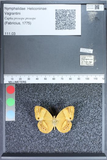Media type: image;   Entomology 74345